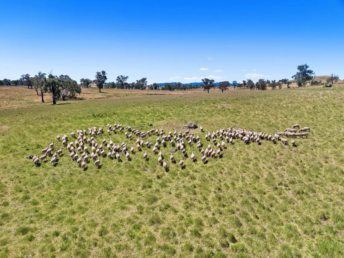 2593 Four Mile Creek Road, ORANGE, Orange - Thumbnail 7