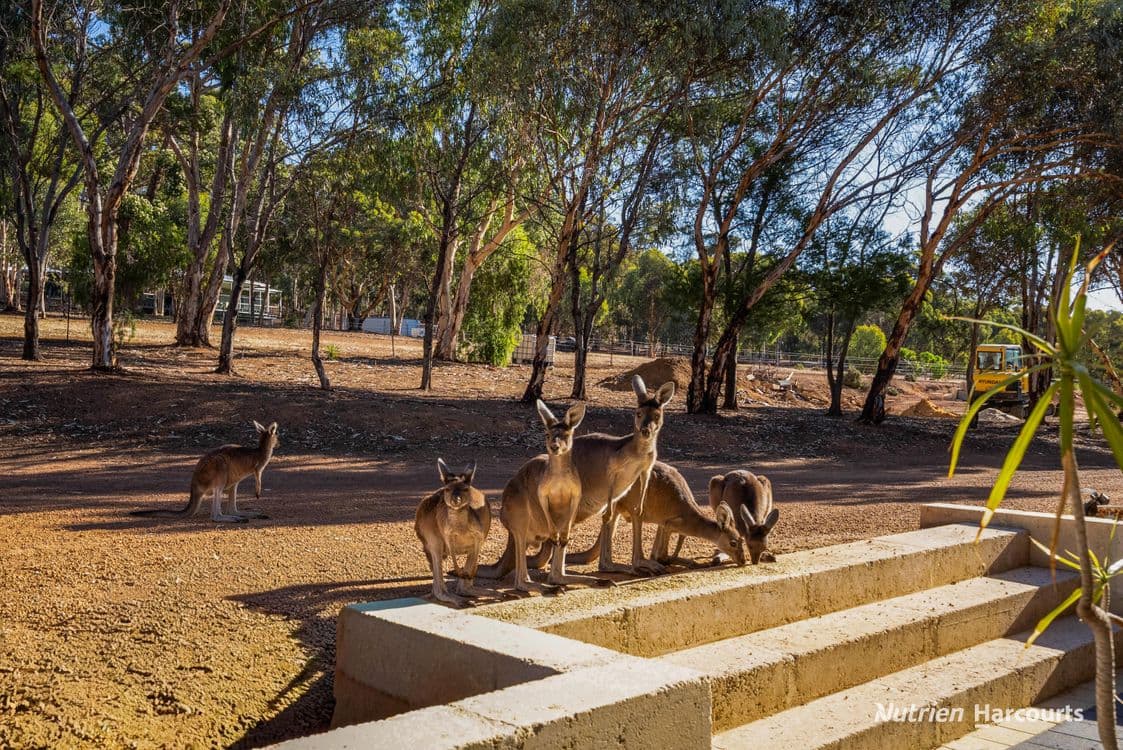 19 Scaevola Road, COONDLE, WA 6566, Coondle - Thumbnail 4