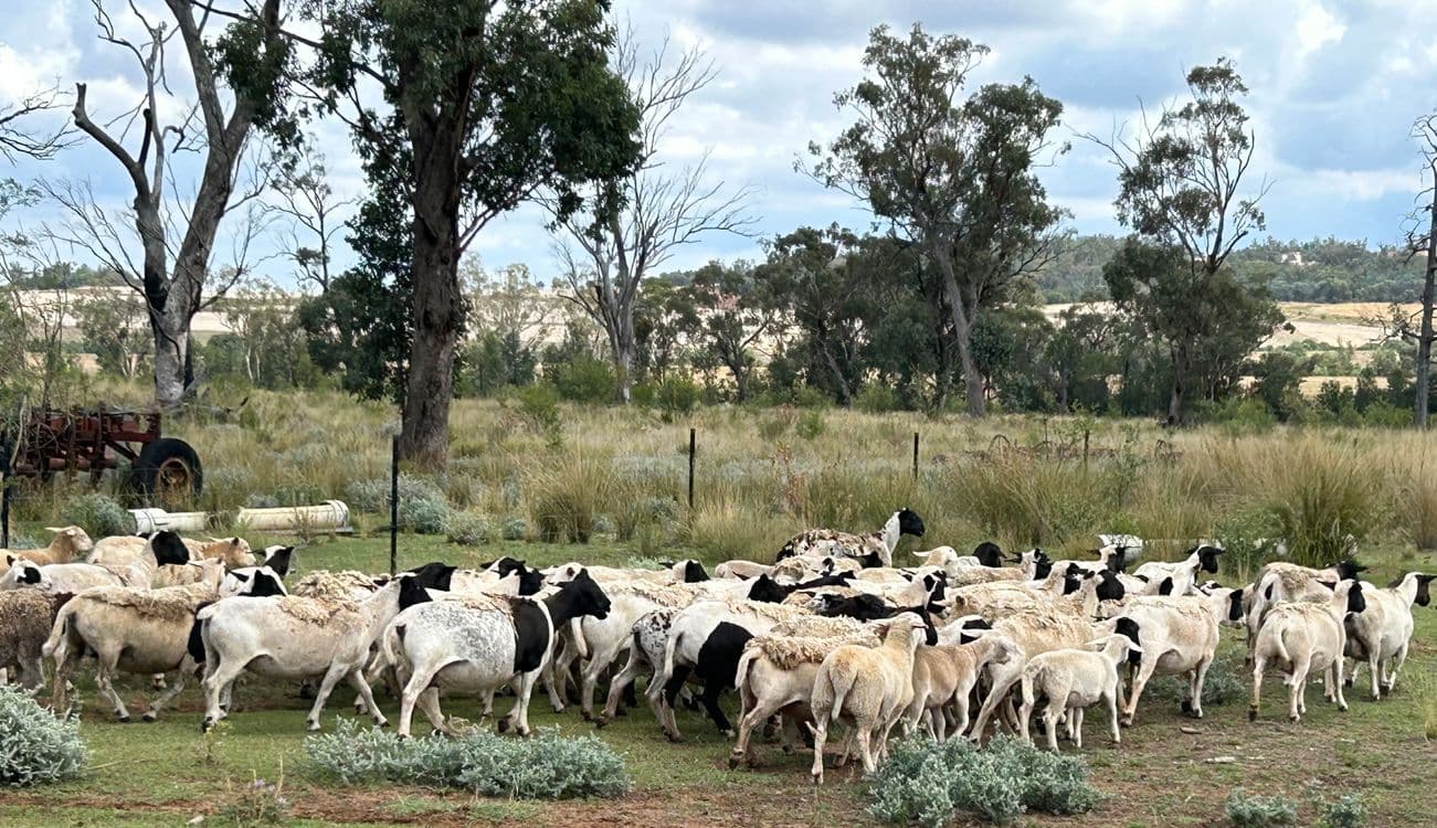 2381. Killarney Gap Road, NARRABRI, NSW 2390, Narrabri - Thumbnail 2