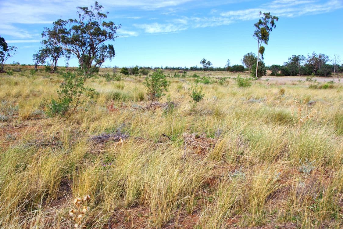 2381. Killarney Gap Road, NARRABRI, NSW 2390, Narrabri - Thumbnail 8