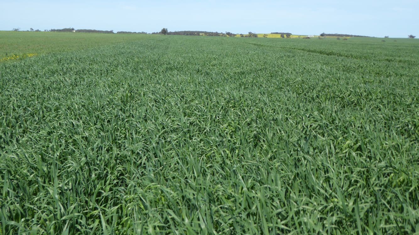 S606 Swedes Flat Road, MUNDULLA WEST, SA 5270, Mundulla West - Image 1