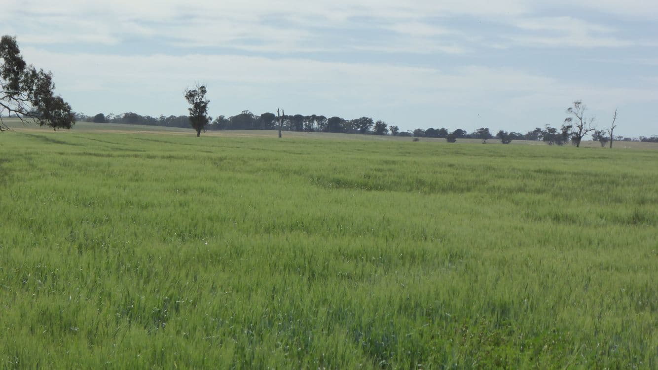 S606 Swedes Flat Road, MUNDULLA WEST, SA 5270, Mundulla West - Thumbnail 8
