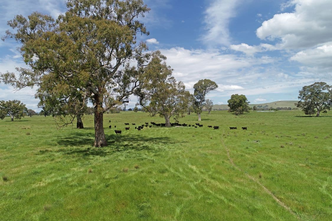 3 Carlisle Hill Road, MANSFIELD, VIC 3722, Mansfield - Thumbnail 3