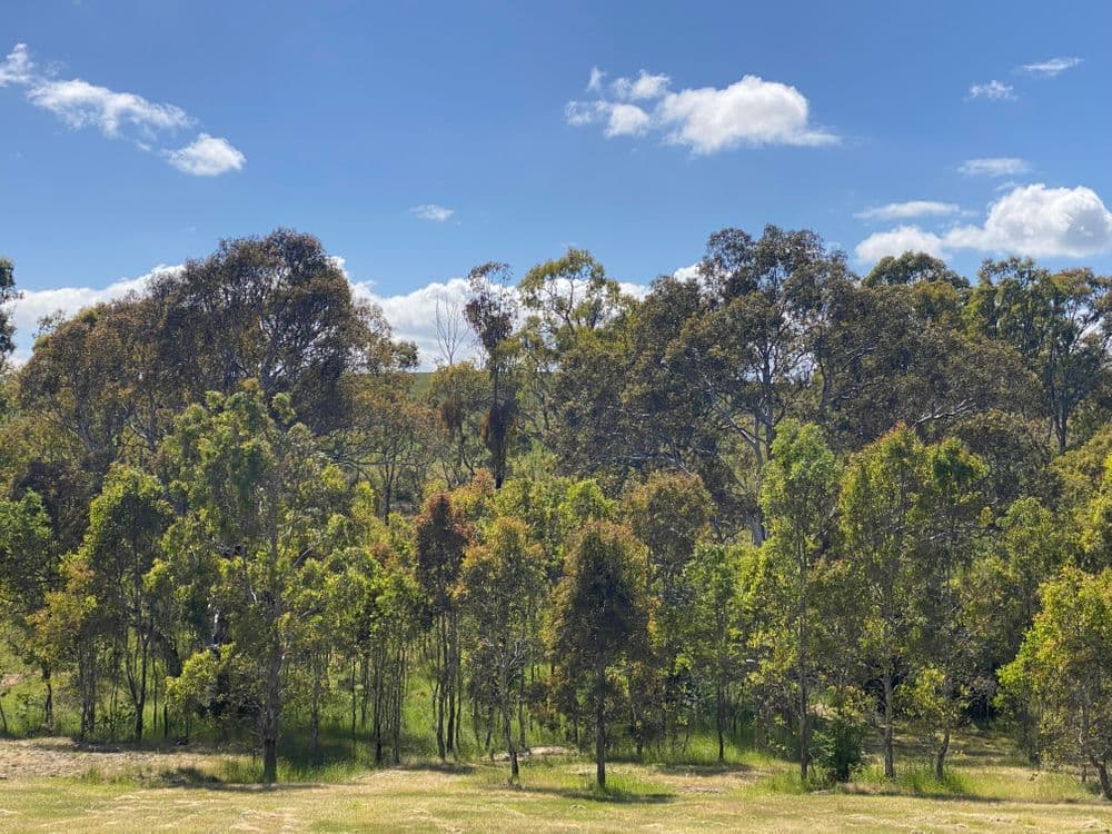 9 Lew Ton Circuit, ALEXANDRA, VIC 3714, Alexandra - Thumbnail 7