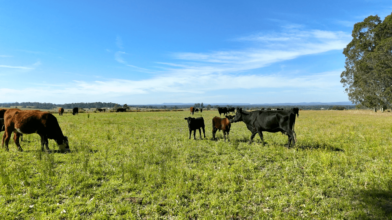 328 Braunstone Road, BRAUNSTONE, NSW 2460, Braunstone - Thumbnail 3