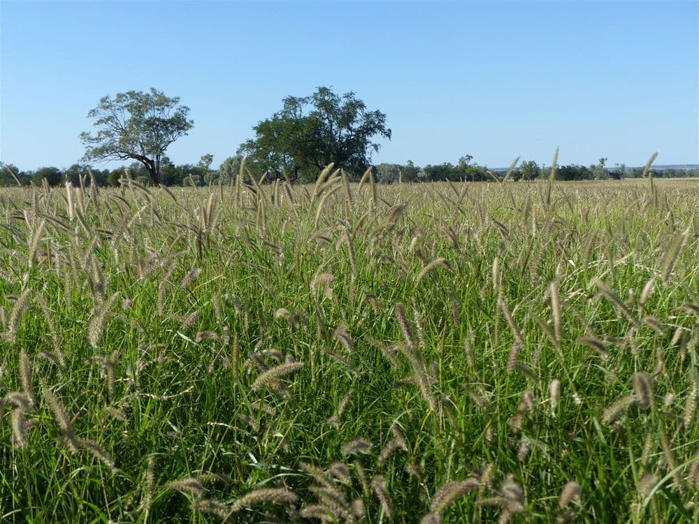. 'Bymount', ROMA, QLD 4455, Roma - Image 1