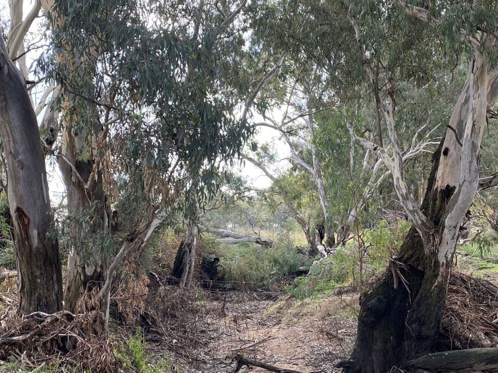 Gooloogong NSW, Gooloogong - Thumbnail 4