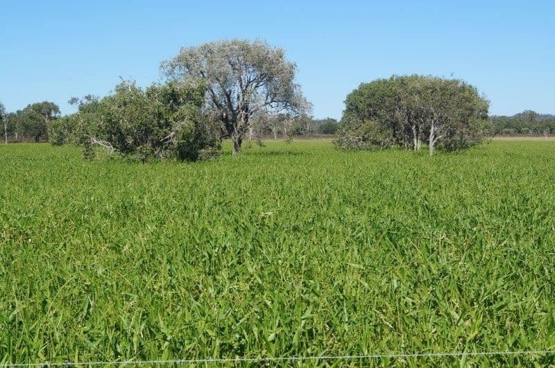 286 BARRETT ROAD, Brandon, QLD 4808, Brandon - Thumbnail 5