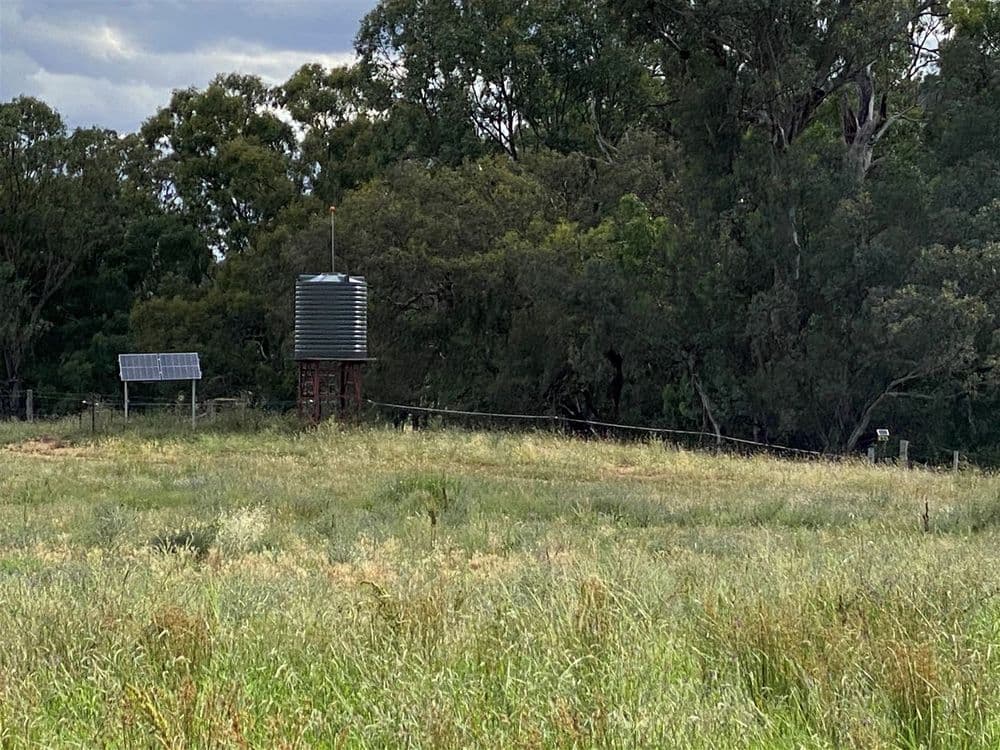 979 Kangarooby Road, Gooloogong, NSW 2805, Gooloogong - Thumbnail 8