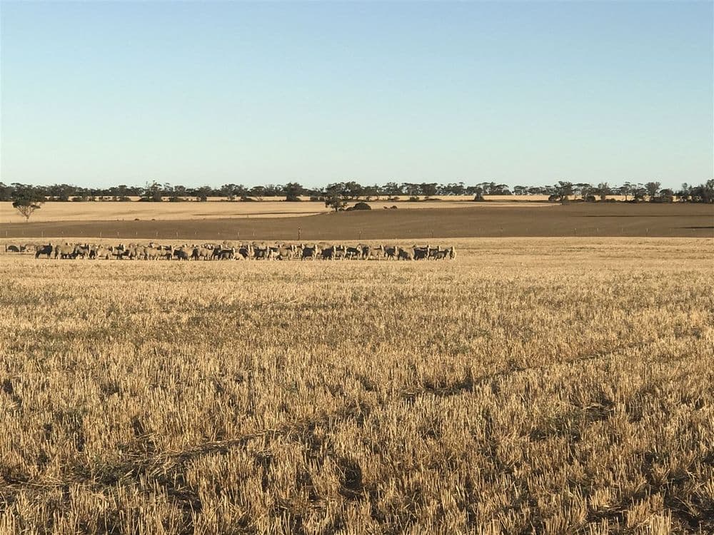 139 Willamulka Road,  Willamulka, Kadina, SA 5554, Willamulka - Thumbnail 6
