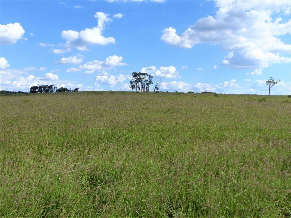 32O Summerfield Road "Summerfield", Wandoan, QLD 4419, Wandoan - Thumbnail 2