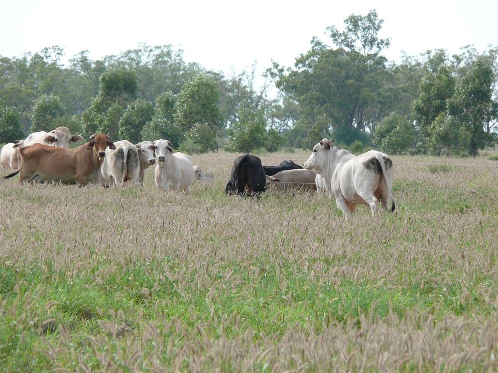 '' Ashmount, Muckadilla, QLD, 4461, Muckadilla - Image 1