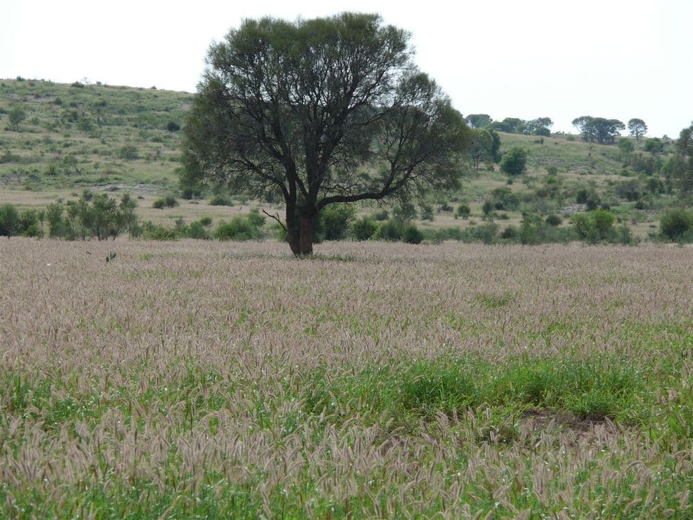 '' Ashmount, Muckadilla, QLD, 4461, Muckadilla - Thumbnail 3
