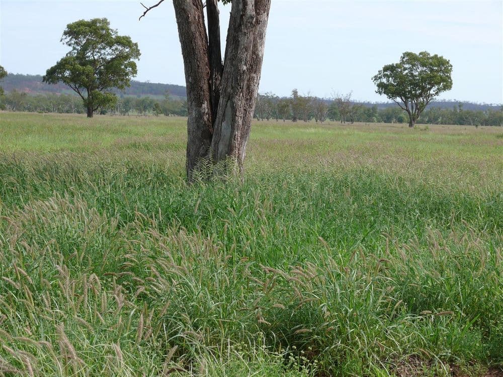 '' Ashmount, Muckadilla, QLD, 4461, Muckadilla - Thumbnail 5