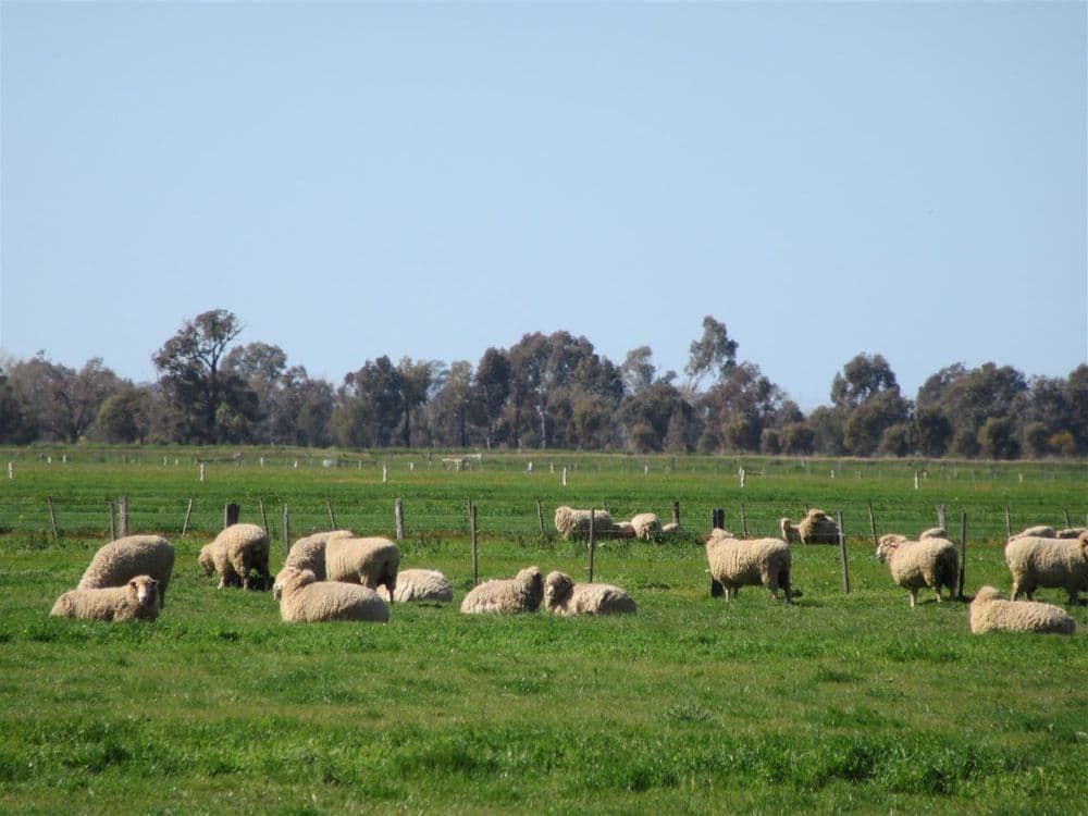 4660 Midland Highway, Girgarre East, VIC 3616, Girgarre East - Thumbnail 7