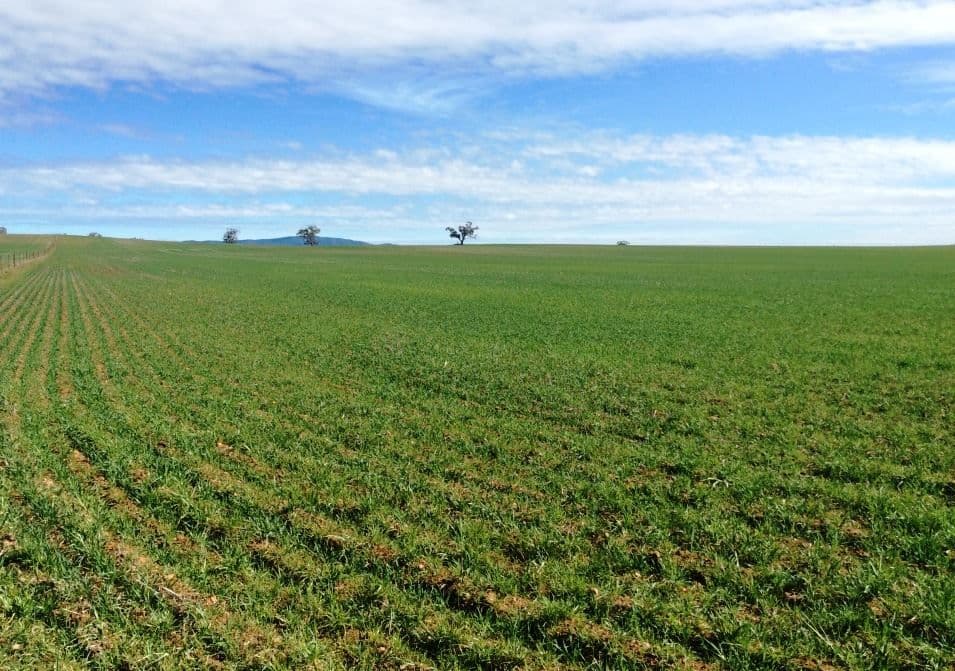 174 Morchard Road, Booleroo Centre, SA 5482, Booleroo Centre - Thumbnail 2