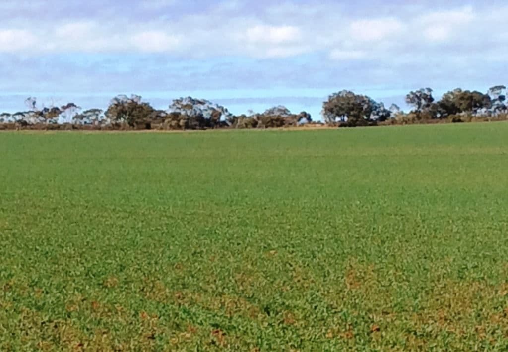 174 Morchard Road, Booleroo Centre, SA 5482, Booleroo Centre - Thumbnail 4