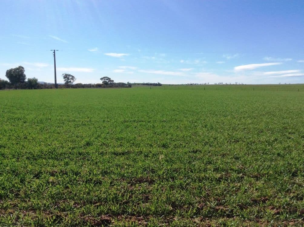 174 Morchard Road, Booleroo Centre, SA 5482, Booleroo Centre - Thumbnail 5