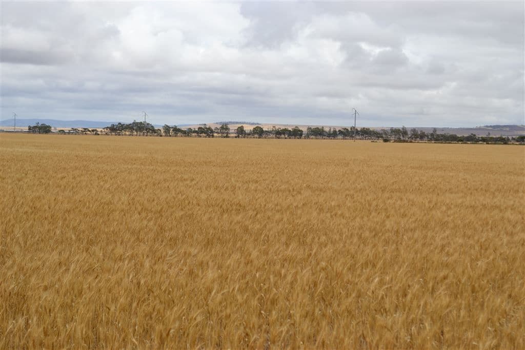 Lot 1 Tiller Road, Balaklava, SA 5461, Balaklava - Image 1