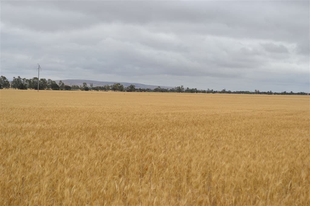 Lot 1 Tiller Road, Balaklava, SA 5461, Balaklava - Thumbnail 2