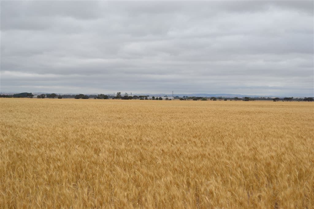 Lot 1 Tiller Road, Balaklava, SA 5461, Balaklava - Thumbnail 3