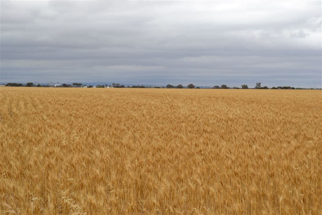 Lot 1 Tiller Road, Balaklava, SA 5461, Balaklava - Thumbnail 4