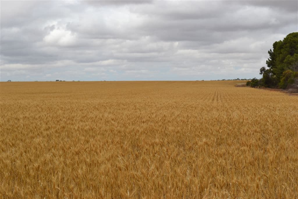 Lot 1 Tiller Road, Balaklava, SA 5461, Balaklava - Thumbnail 5