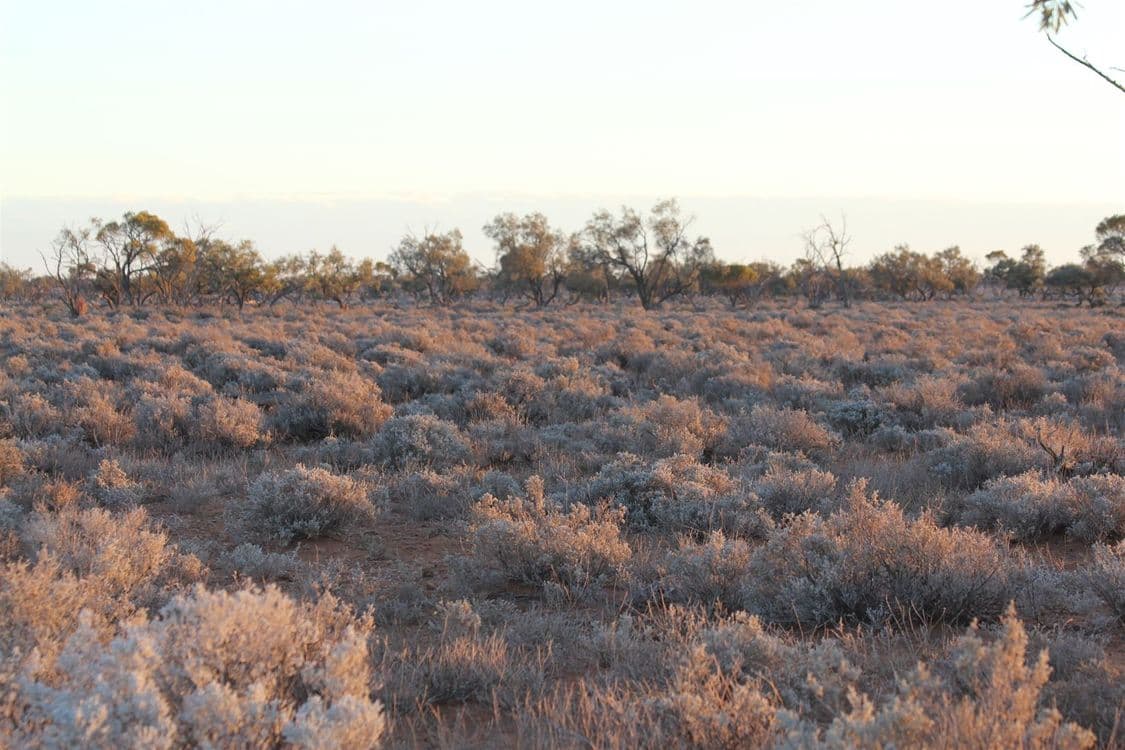 . Netley Station, Broken Hill, NSW 2880, Broken Hill - Thumbnail 2