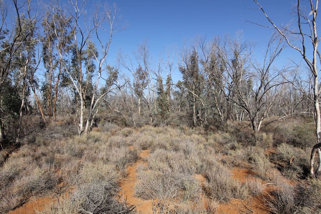 . Netley Station, Broken Hill, NSW 2880, Broken Hill - Thumbnail 8