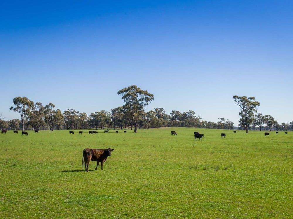 Grimwade Road, Nagambie, VIC 3608, Nagambie - Thumbnail 2