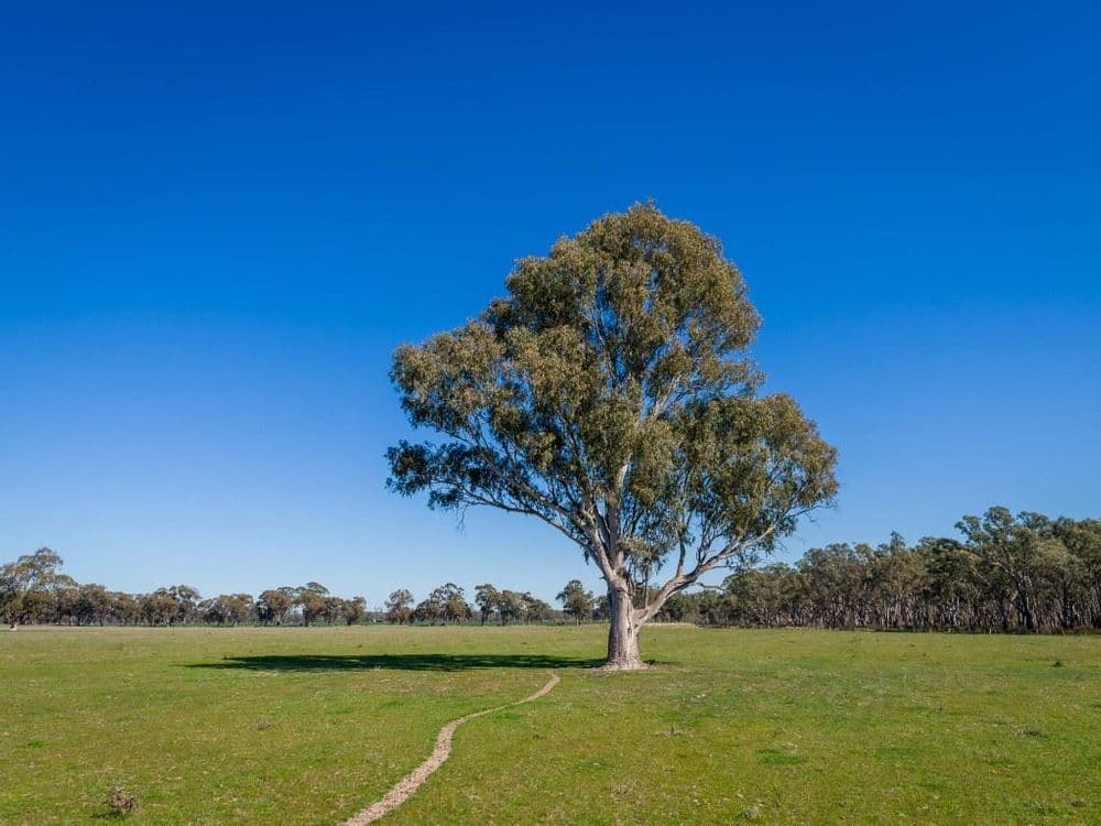 Grimwade Road, Nagambie, VIC 3608, Nagambie - Thumbnail 5