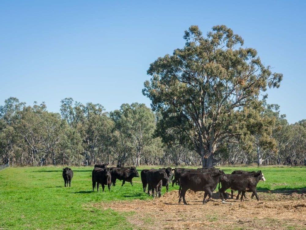 Grimwade Road, Nagambie, VIC 3608, Nagambie - Thumbnail 6