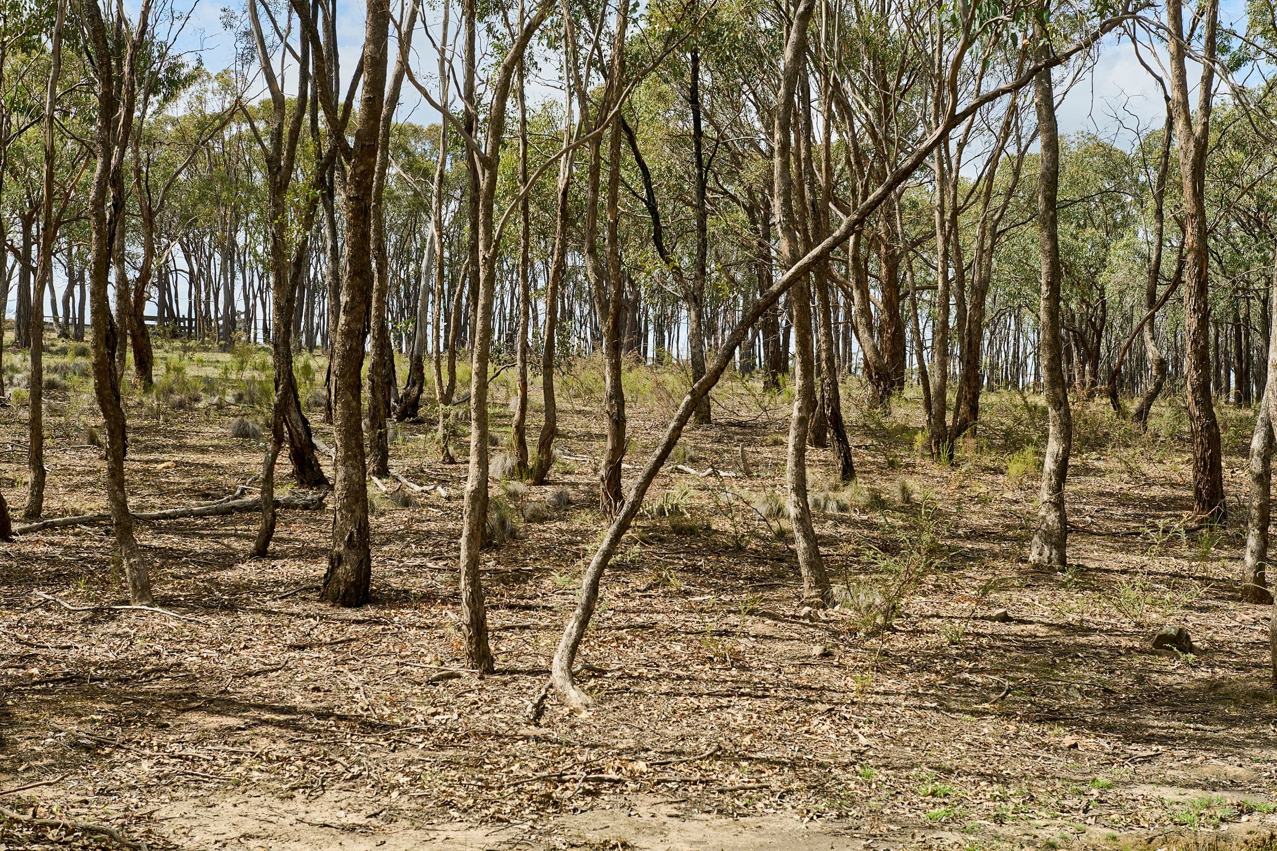 555 Dairy Flat Road, Heathcote VIC 3523, Heathcote - Thumbnail 6
