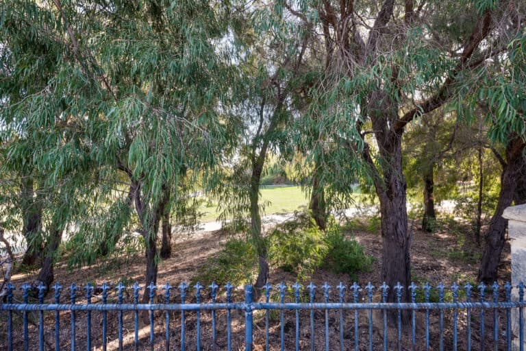 39 Somerset Crescent, Mosman Park - Thumbnail 2