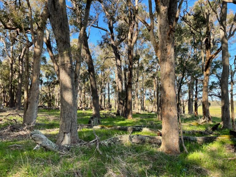 65 Electra Road, Yallingup Siding - Thumbnail 3
