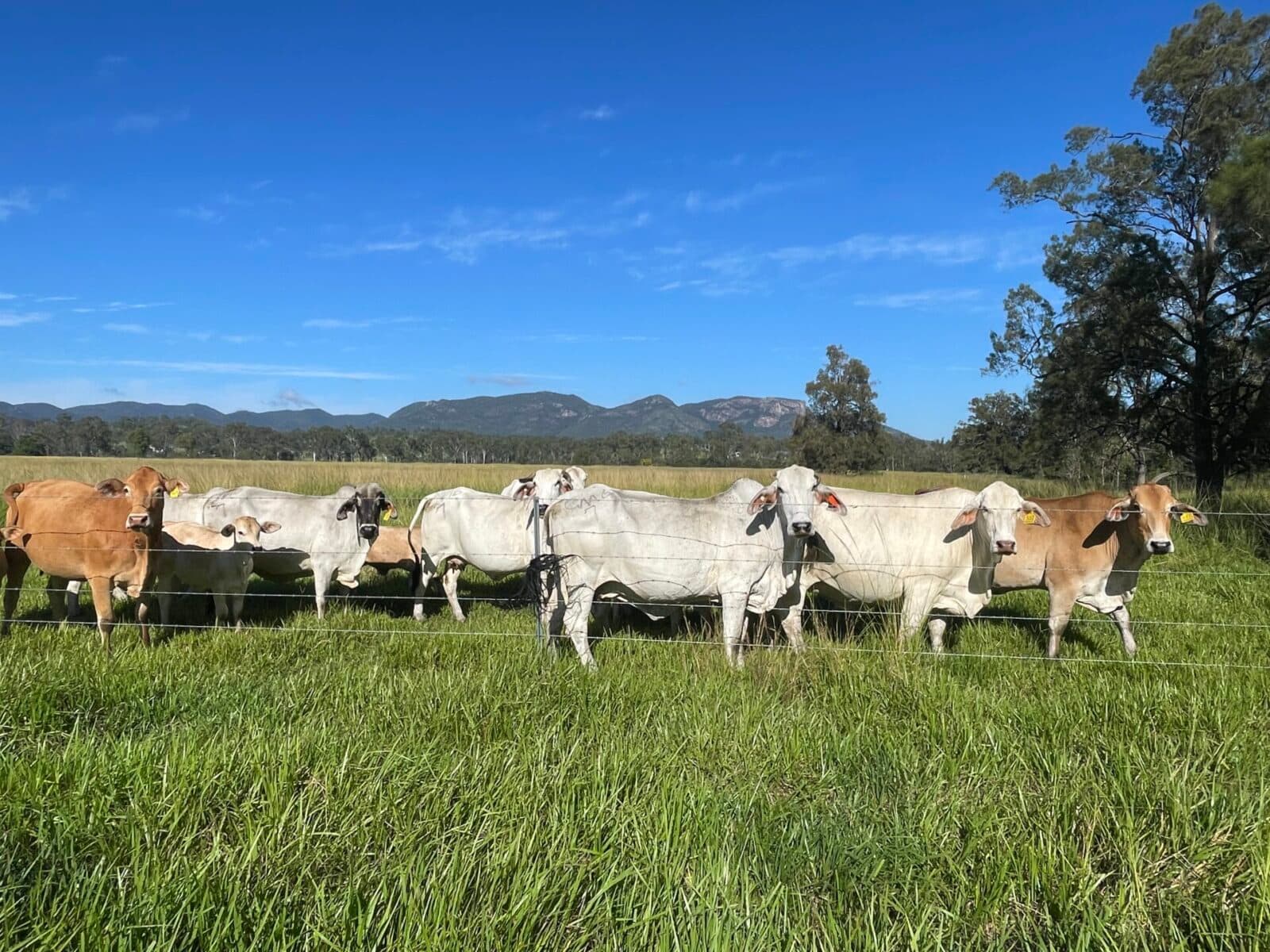 Lot 98 Biggenden Maryborough Road, Lakeside - Thumbnail 2