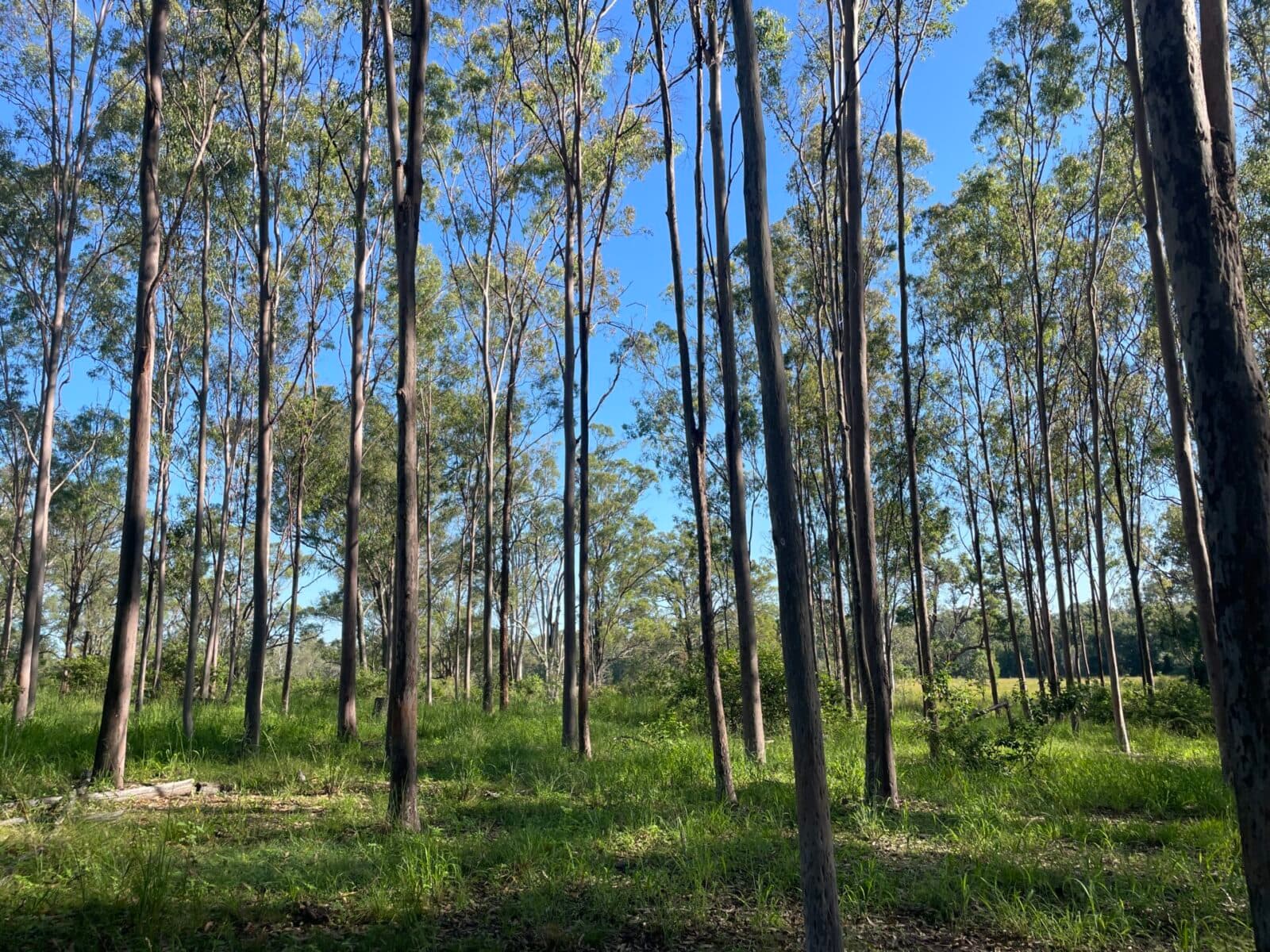 Lot 98 Biggenden Maryborough Road, Lakeside - Thumbnail 5