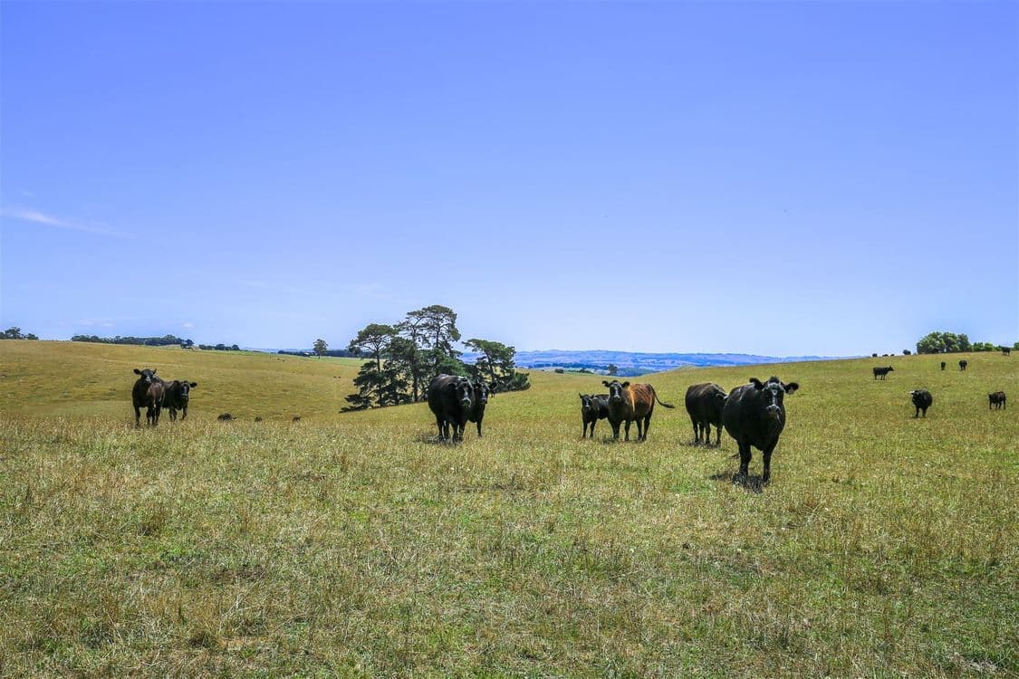 97 Toomeys Creek Road, Mardan, VIC 3953, Mardan - Thumbnail 6