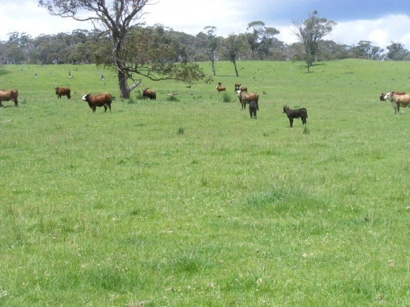 "Mt Slow"/1057 Mount Slow Road, Glencoe, NSW 2365, Glencoe - Thumbnail 2