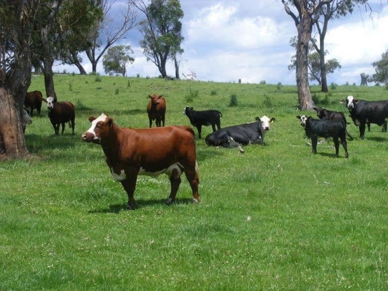 "Mt Slow"/1057 Mount Slow Road, Glencoe, NSW 2365, Glencoe - Thumbnail 8