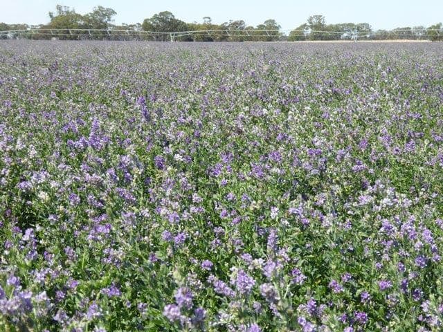 69 Darcy Kings Road, Bordertown, SA 5268, Bordertown - Thumbnail 5