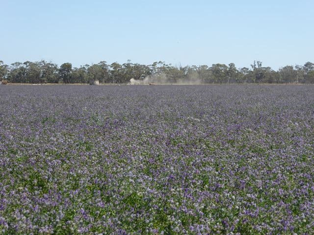 69 Darcy Kings Road, Bordertown, SA 5268, Bordertown - Thumbnail 6
