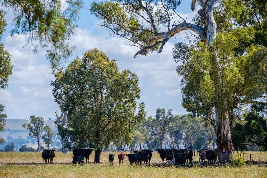"Hillview"/186 Wagga Road, Holbrook, NSW 2644, Holbrook - Thumbnail 6