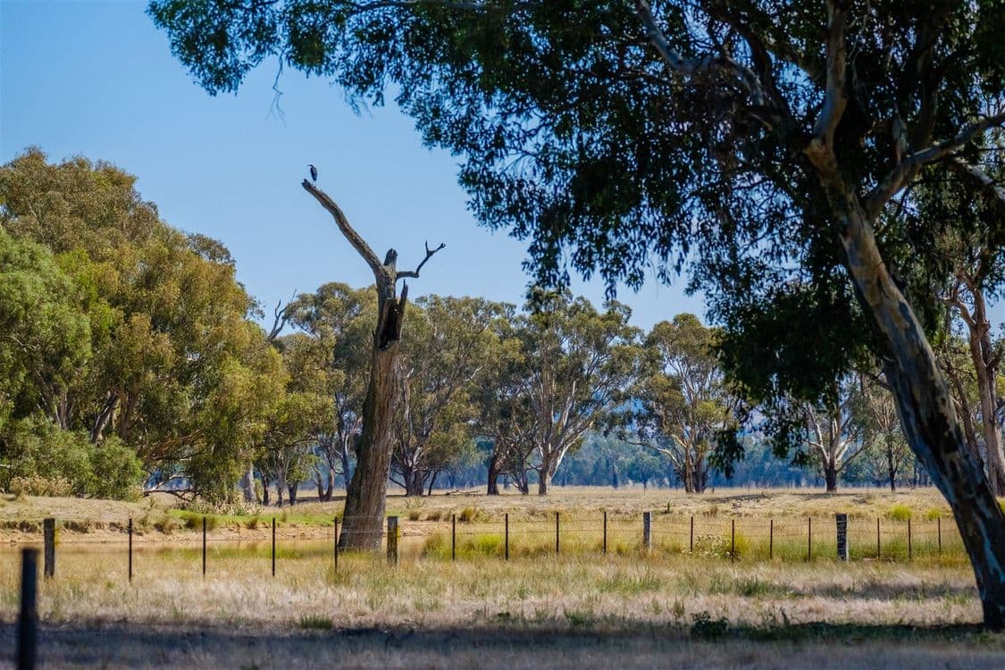 "Hillview"/186 Wagga Road, Holbrook, NSW 2644, Holbrook - Thumbnail 7