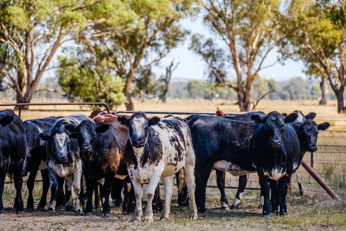 "Hillview"/186 Wagga Road, Holbrook, NSW 2644, Holbrook - Thumbnail 8