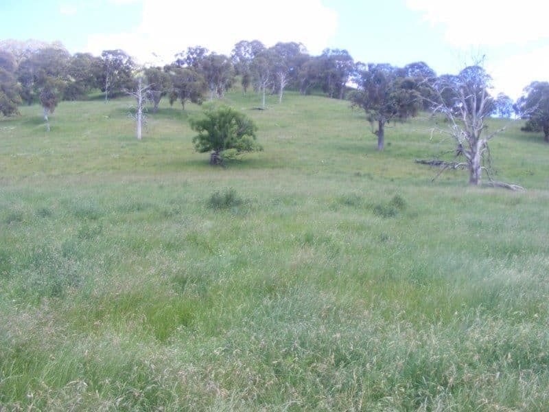 BeardyView/987 Haymarket Road, Glen Innes, NSW 2370, Glen Innes - Thumbnail 8