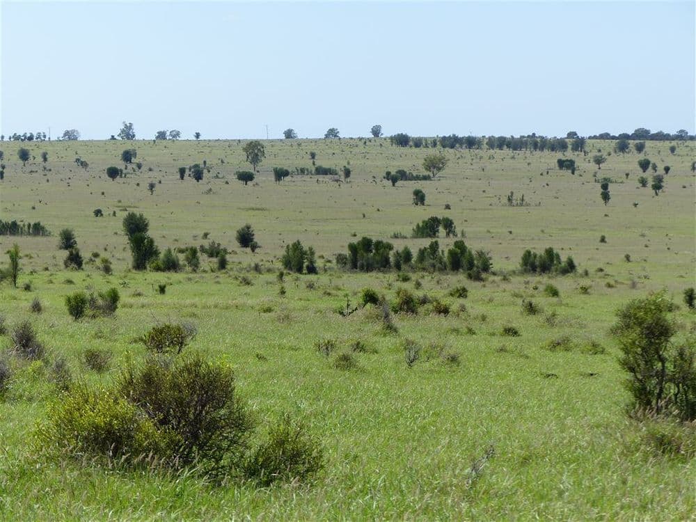 . Two Up, Taroom, QLD 4420, Taroom - Thumbnail 6