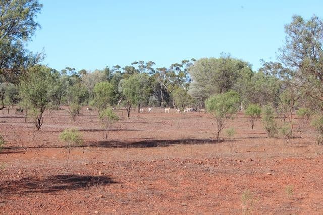 * Karoo, Cobar, NSW 2835, Cobar - Thumbnail 4
