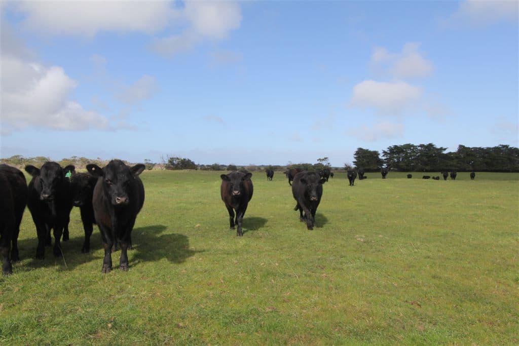 170 Schinkels Road, Kongorong, SA 5291, Kongorong - Thumbnail 7