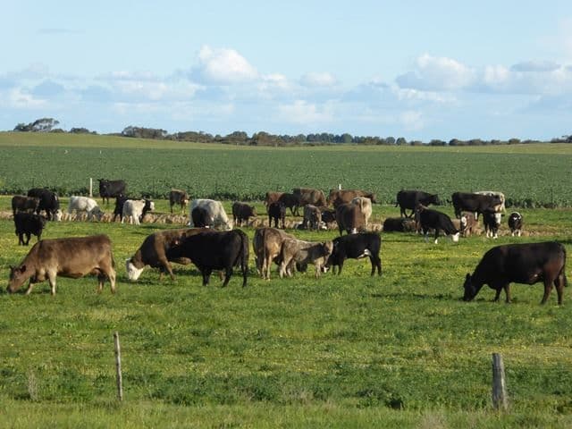 3979 Emu Flat Road, Keith, SA 5267, Keith - Thumbnail 2